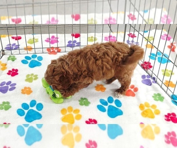 Medium Photo #11 Cavapoo (Miniature)-Poodle (Toy) Mix Puppy For Sale in ORO VALLEY, AZ, USA