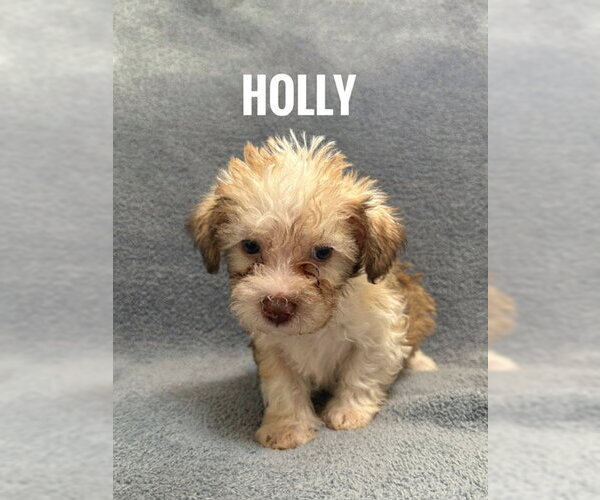 Medium Photo #1 Chiranian Puppy For Sale in Bellevue, WA, USA