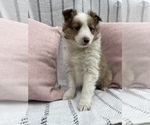 Small Photo #3 Shetland Sheepdog Puppy For Sale in SUGARCREEK, OH, USA