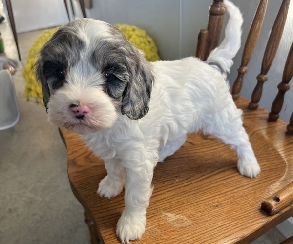 Medium Photo #1 Cavapoo (Miniature) Puppy For Sale in KALONA, IA, USA