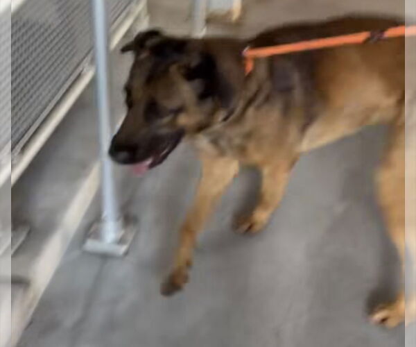 Medium Photo #2 Brazilian Mastiff-Unknown Mix Puppy For Sale in Jasper, AL, USA