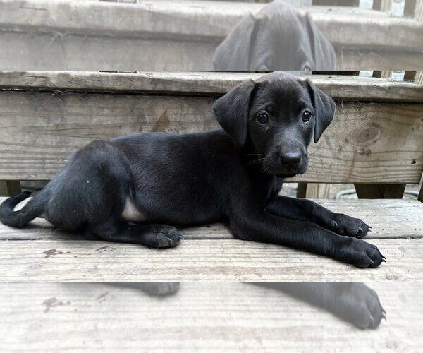 Medium Photo #1 Labrador Retriever-Unknown Mix Puppy For Sale in Mount Pleasant, SC, USA