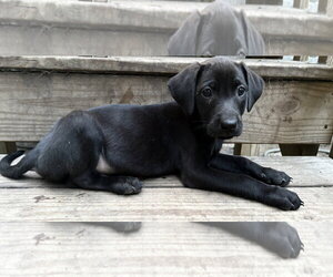 Labrador Retriever-Unknown Mix Dogs for adoption in Mount Pleasant, SC, USA