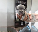 Small #16 French Bulldog