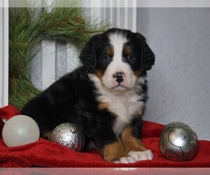 Bernese Mountain Dog Puppy for sale in FREDERICKSBG, OH, USA