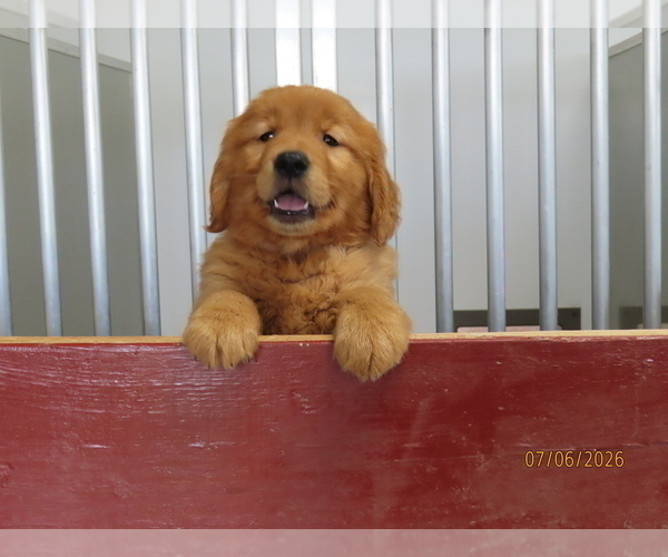 Medium Photo #1 Golden Retriever Puppy For Sale in THORP, WI, USA