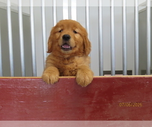 Medium Golden Retriever