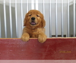 Puppy 2 Golden Retriever