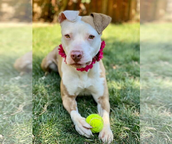 Medium Photo #5 American Pit Bull Terrier-Unknown Mix Puppy For Sale in Redlands, CA, USA