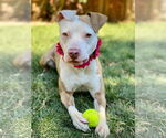 Small #4 American Pit Bull Terrier Mix