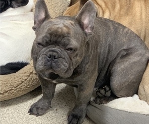 Mother of the French Bulldog puppies born on 03/13/2022