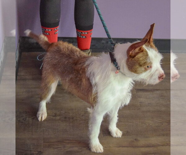 Medium Photo #6 Boston Terrier-Unknown Mix Puppy For Sale in Huntley, IL, USA