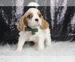 Small #4 Cavalier King Charles Spaniel