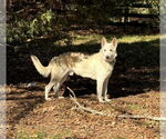 Small #5 German Shepherd Dog