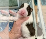 Small #4 Aussiedoodle Miniature 