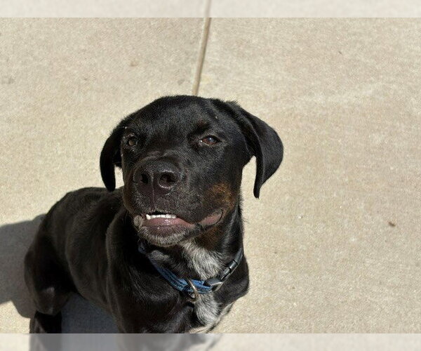 Medium Photo #1 Mutt Puppy For Sale in Tulsa, OK, USA