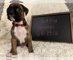 Puppy Red Boy Boxer