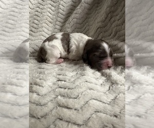 Cocker Spaniel Puppy for sale in LEANDER, TX, USA