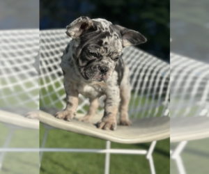 French Bulldog Puppy for sale in NASHVILLE, TN, USA