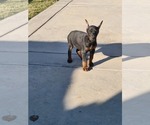 Small Photo #26 Doberman Pinscher Puppy For Sale in PALMDALE, CA, USA