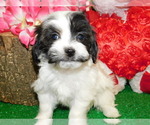 Small Photo #3 Havanese Puppy For Sale in HAMMOND, IN, USA