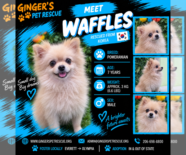 Medium Photo #1 Pomeranian Puppy For Sale in Seattle, WA, USA
