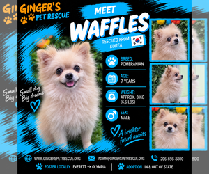 Waffles From Korea - Male Pomeranian Dog for Adoption
