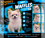 Waffles From Korea - Male Pomeranian Dog for Adoption - Small photo