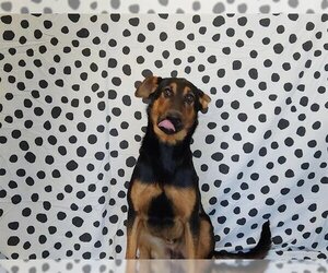Doberman Pinscher-Unknown Mix Dogs for adoption in Orange, CA, USA