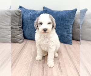 Medium Sheepadoodle