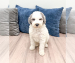 Puppy Wesley Sheepadoodle