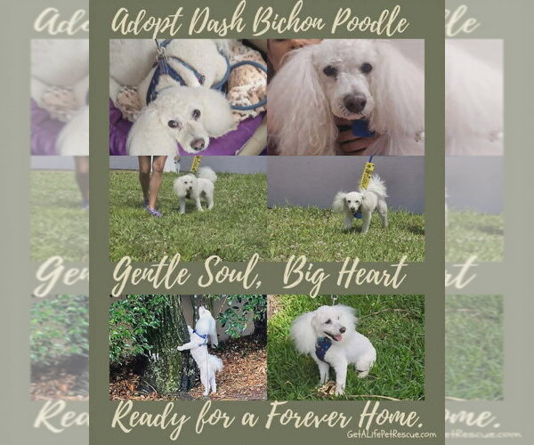 Medium Photo #9 Bichon Frise Puppy For Sale in Plantation, FL, USA