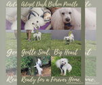 Small #8 Bichon Frise