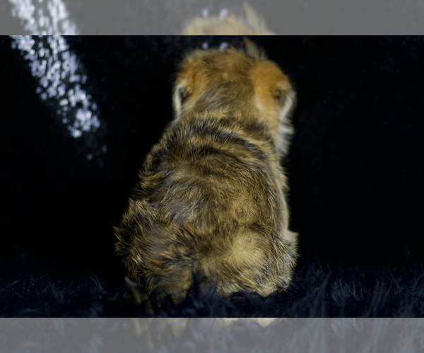 Medium Photo #7 Morkie Puppy For Sale in WARSAW, IN, USA