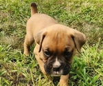 Puppy Gucci Boxer