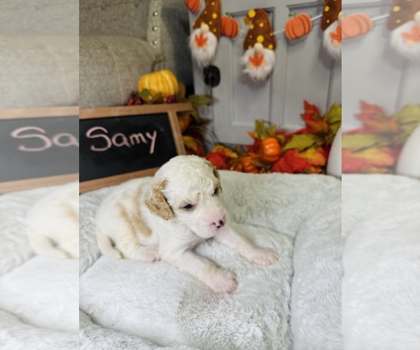 Medium Photo #1 Bernedoodle Puppy For Sale in ELK GROVE, CA, USA