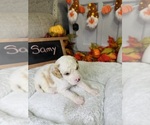 Puppy Samy Bernedoodle