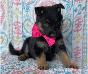 German Shepherd Dog Puppy for sale in LANCASTER, PA, USA