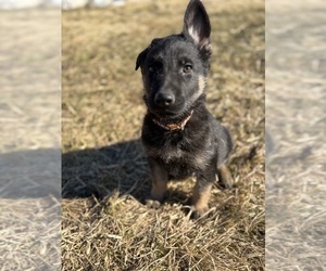 Medium German Shepherd Dog