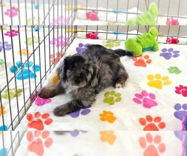 Medium Photo #11 Cavapoo (Miniature)-Poodle (Toy) Mix Puppy For Sale in ORO VALLEY, AZ, USA