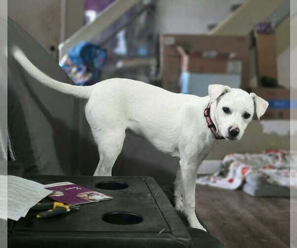 Medium Photo #1 Labbe Puppy For Sale in Aurora, IN, USA