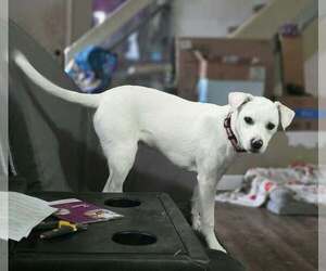 Labbe Dogs for adoption in Aurora, IN, USA