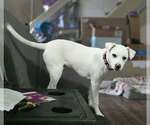 Delaware : Bear - Male Labbe Dog for Adoption - Small photo