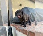 Small Photo #8 Labrador Retriever Puppy For Sale in ESCONDIDO, CA, USA