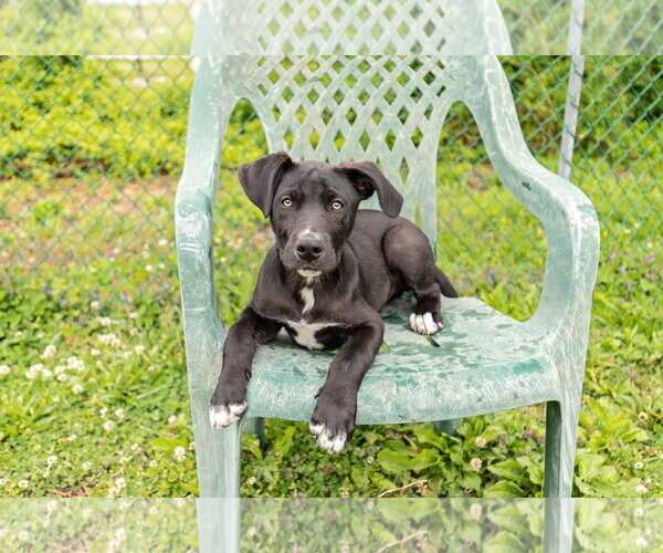 Medium Photo #2 Border Collie-Unknown Mix Puppy For Sale in Landenberg, PA, USA