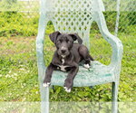 Small #1 Border Collie Mix