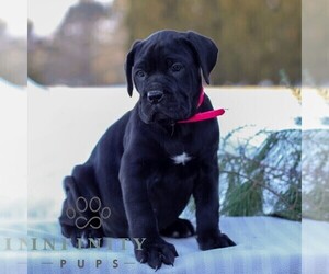Cane Corso Puppy for sale in GAP, PA, USA