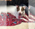 Small #1 Parson Russell Terrier-Pointer Mix