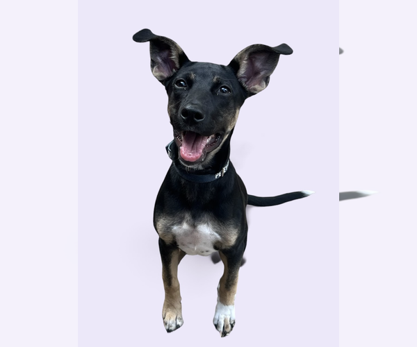 Medium Photo #1 Mutt Puppy For Sale in Rockville, MD, USA