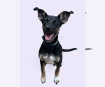 Small Mutt